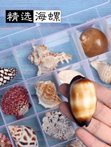 Shell and conch specimen box conch shell high-quality shell gift box multiple packages specimens can be soaked in vat white conch shell
