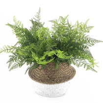 Simulation Ferns Green Plant Single Branches Ocean Ferns Tail Fern Grass Engineering Soft-fit Landscaped Plant Hotel Floral Placement Fern Leaves