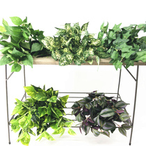 Simulation plants a lot of beam Scindapsus aureus Ivy Leaf xing dian mu eyebrows leaf film evergreen engineering landscape placed