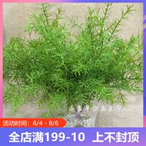 Simulation fern asparagus indoor greening landscape plant wall green plant high-end dynamic asparagus decoration