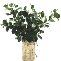 Simulation of green planting single branch round leaf Banyan Banyan feel leaf Banyan tree leaf soft installation project to do tree landscape leaf home placement