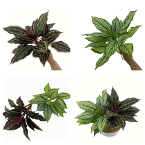 Simulated green plant purple peacock eungreen Green set plant potted wall decoration zebra leaf