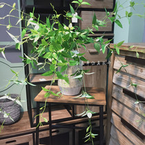 Simulation of green planting honeysuckle hanging leaf wedding flower arrangement clematis green leaf matching home decoration silk flower