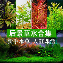 Fish tank colonization aquatic plants Aquarium aquatic plants Living landscaping decoration Real aquatic plants Foreground Lazy aquatic plants Moss plants