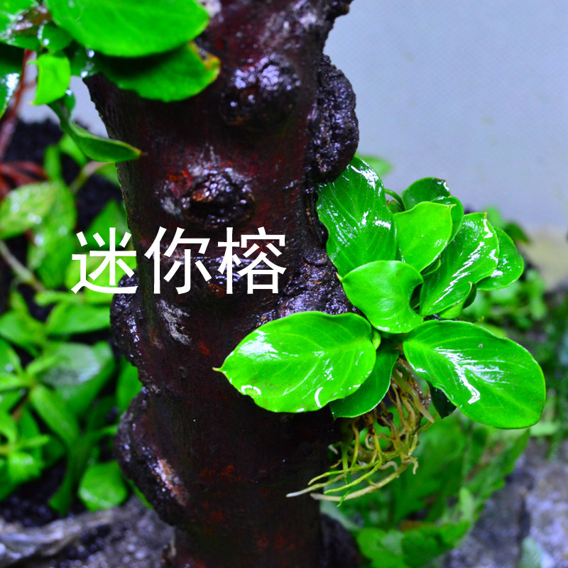 Fish tank building with real water Grass wood water grass Danish banyan gold banyan money banyan's banyan to live high