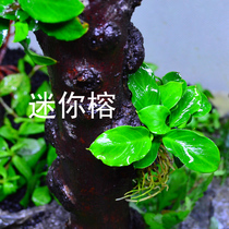 Fish tank landscaping True water plants Shenmu water plants Danish Banyan Gold Banyan Money Banyan Minibus Banyan Chengxianggao
