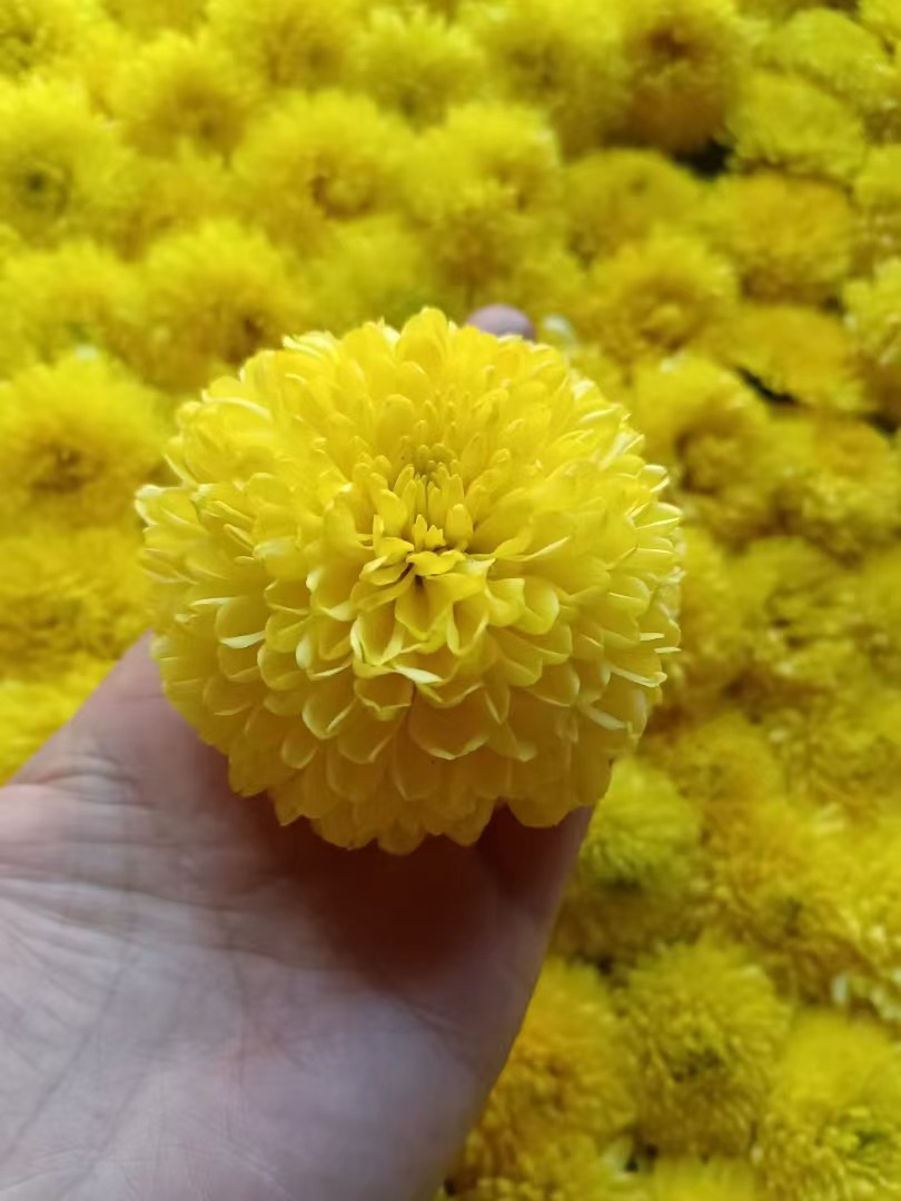 婺源高山农家皇菊