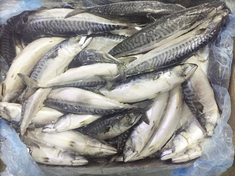 挪威青花鱼500g：冰鲜急冻，煎烤炸俱佳，日本料理餐厅同款供货！🐟🍣