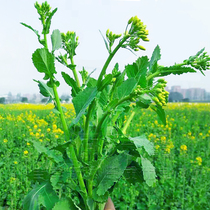 Brassica napus seed oil rapeseed seed spring and winter early maturing rapeseed seed Brassica Canola vegetable vegetable cabbage heart