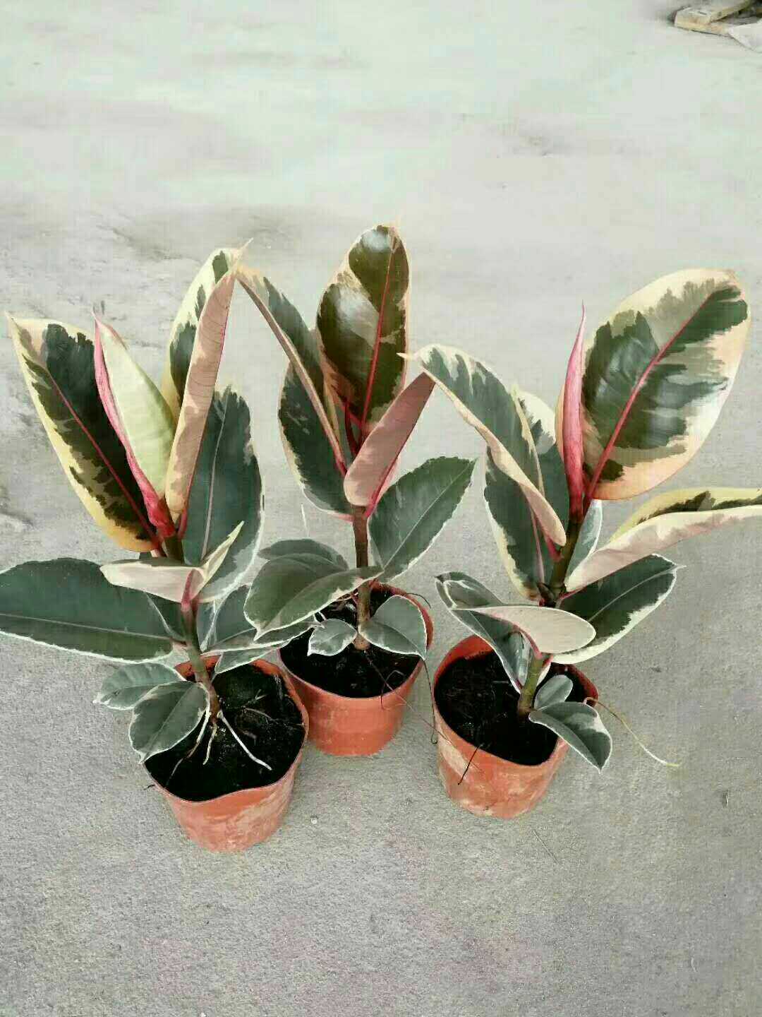 花叶橡皮树盆栽花叶金刚盆栽四季常绿净化空气室内绿植