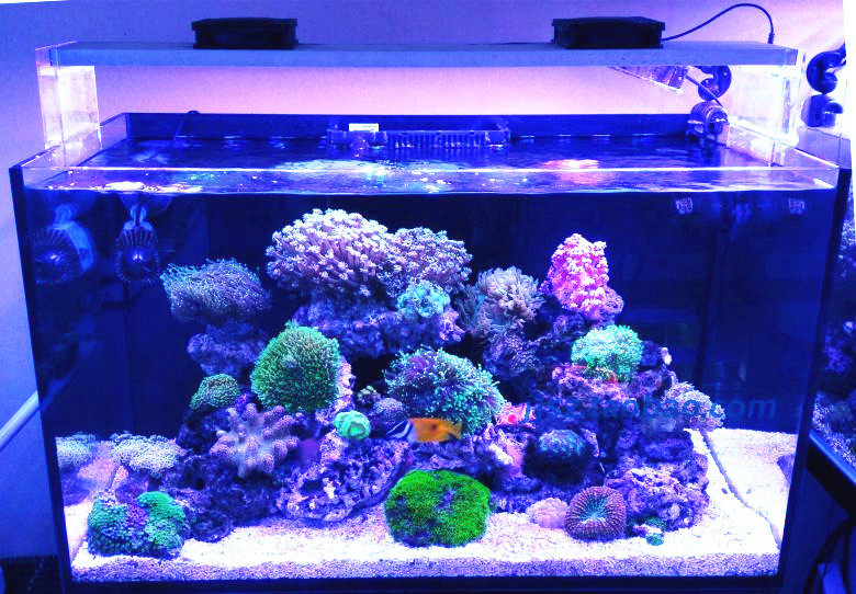 Bluetooth dimming is scheduled for 4 5 rows of seawater aquarium lamp for seawater coral lamp