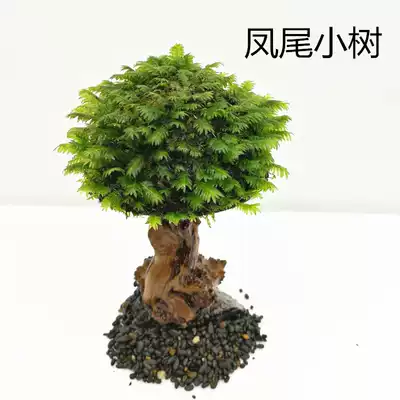 Phoenix-tailed small tree Phoenix-tailed Moss tree beautiful Phoenix water grass sunken wood rhododendron root fish tank landscaping decoration