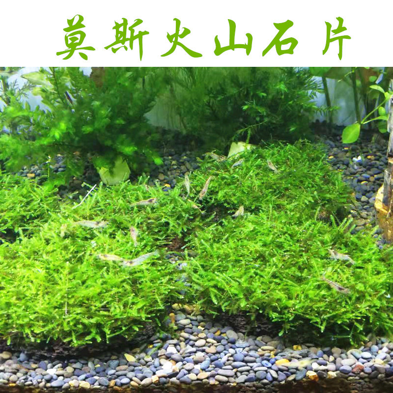 Moss Volcanic Stone Sheet Moss Moss Lawn Water Grass Fish Tank Building Turf