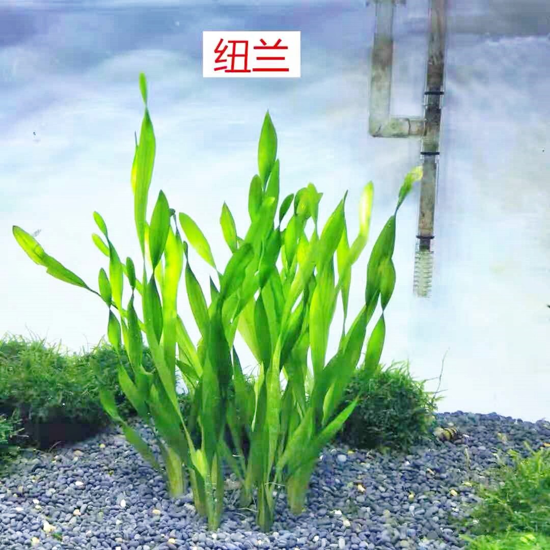 水兰水草鱼缸造景植物:阴性溪流缸无需二氧化碳,打造梦幻水下森林!-水草-淘宝好物网