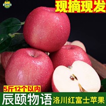 Chen Summer Things Zhengzong Lokawa Apple Shaanxi Red Fuji Fresh Apple 5 catty and sweet and delicious origin