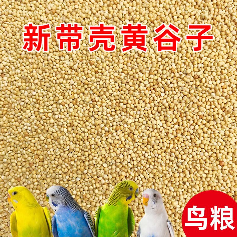 殻付きの新しい黄色のキビ、トラ柄のオカメインコ、小型および中型のオウム、キンカチョウ ― 鳥の餌、鳥の飼料、穀物。
