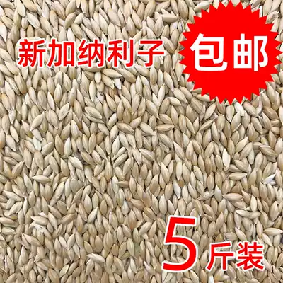 Imported Canary parrot bird food oil pointed millet White pointed millet grass seed bird food canary seed 5 kg
