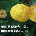 梨乡食品特产店
