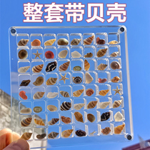 Micro Bay Picture Frame High Through Acrylic Bay Sand Shells Photo Frame Natural Mini Small Shells Sea Snail Specimen Collection Box