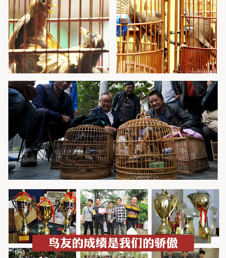 Thrush chim thức ăn thức ăn cho chim thức ăn cung cấp chim mynah lark thức ăn chim chiến đấu vật chất chim nâng quan hệ tình dục chim hót chim cộng với côn trùng - Chim & Chăm sóc chim Supplies thức ăn cho chim cút