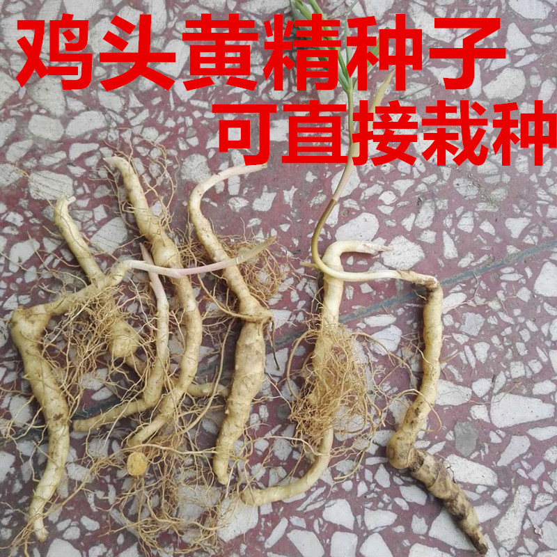 Shaanxi Qinling Sealwort Seeds Now Dig Fresh Sealwort Tiger Ginger Chicken Head Bubble Wine Water Pot Soup 500g Can Be Grown-Taobao