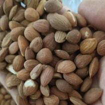 Authentic Shaanxi Hanzhong wild peach kernel raw Chinese medicinal materials 500g wild peach kernel sulfur-free peach kernel with skin peach kernel