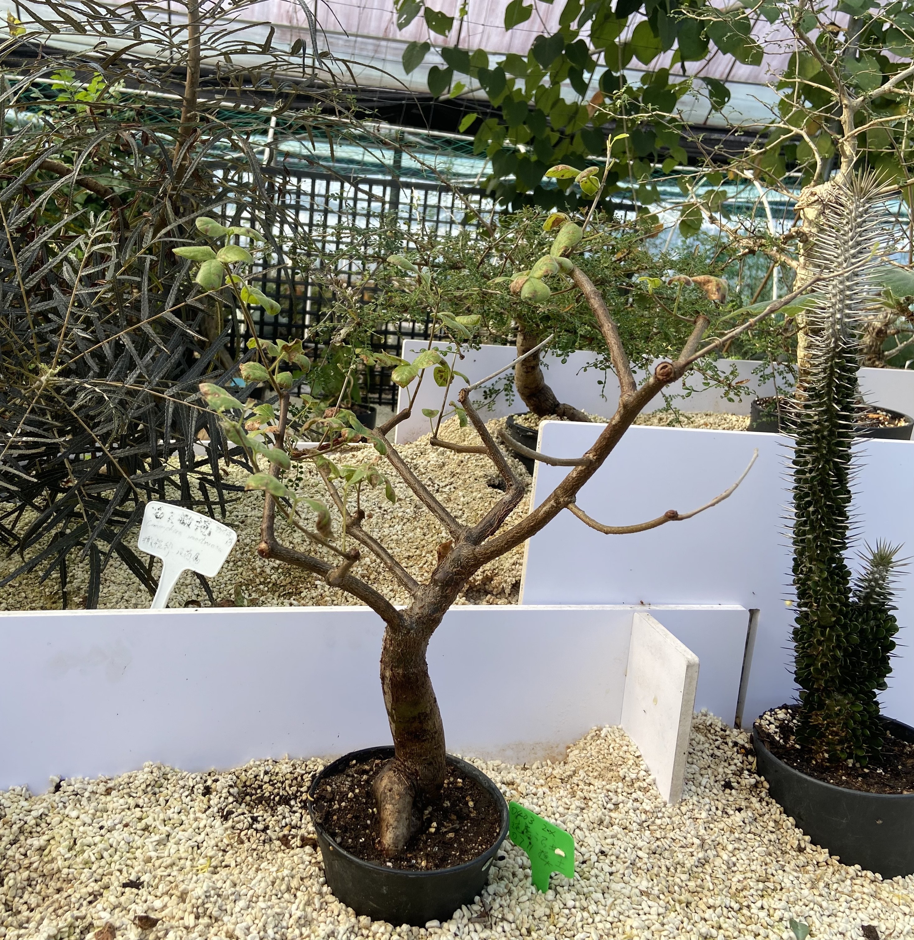塊根植物 Commiphora orbicularis 6 発根済 commiphora orbicularis コミフォラ オルビクラリス – KOMO