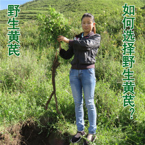 Gansu Minxian pure Astragalus tablets Premium wild Astragalus 500g g Natural Beiqi tea Huangs bubble water