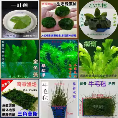 金鱼藻肚兜萍蜈蚣草莫斯红毛丹新鲜浮性水草活体造景浮萍芙蓉植物
