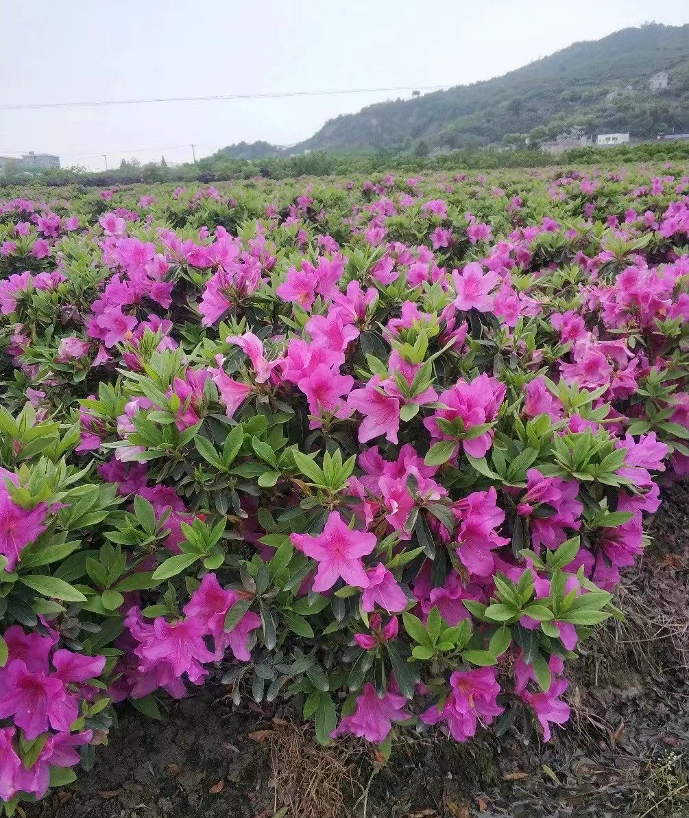 毛杜鹃四季常青庭院绿化苗木映山红毛鹃苗花坛耐寒好养毛娟苗花卉-阿里巴巴