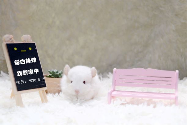 CO Maijiabreeding pet living body CO Mahnya breeding white sister welcome video to pick