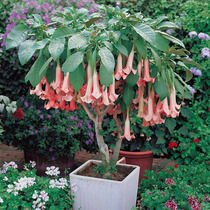 Xia Xia Flower Shop * New * TM * Mandala * Perennial Potted Garden Garden Four Seasons