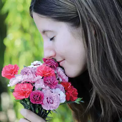 夏夏花店 Tm 新品 切花康乃馨易活四季种进口重瓣大花石竹花种子