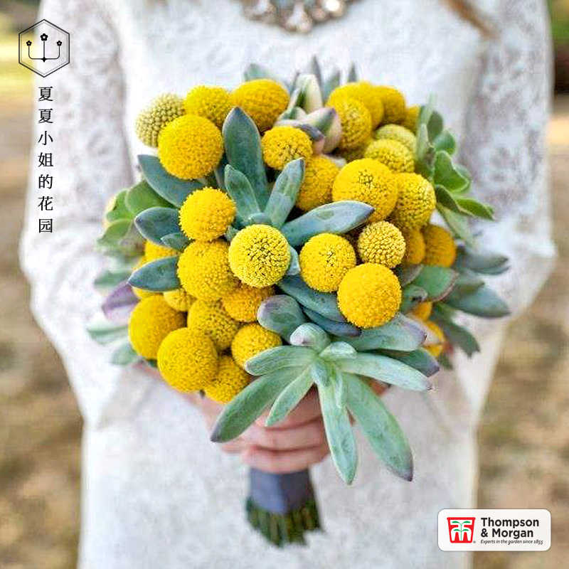 汤普森摩根进口金槌花种子黄金球干花切花捧花四季种室内盆栽易活