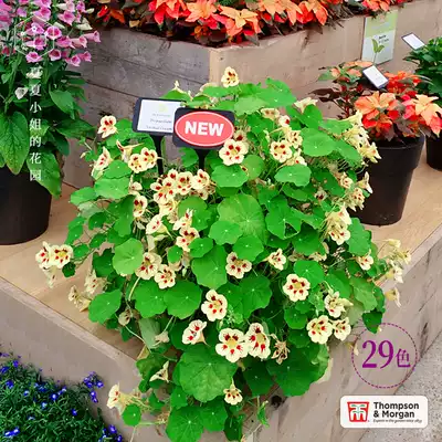 British TM * New nasturtium * imported flower seeds four seasons climbing vine hanging indoor balcony flowers