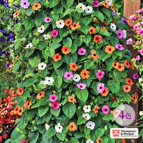 UK TM * Black Eyed Susan * Imported flower seeds Four seasons Easy to live climbing vines hanging indoor balcony flowers