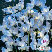British TM * Sweet pea * Imported cut flower seeds Climbing vines Hanging potted four seasons Easy to plant cold-resistant flowers