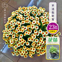Miss Xias Florist * Margaret Flower Seedlings Cold-resistant and Drought-resistant Belt Soil Plant Balcony Indoor Potted Flower HM