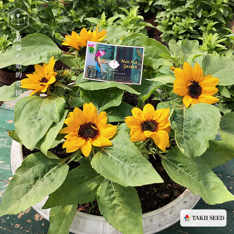 Japan Takii * Smile Sunflower Dwarf Dwarf Rod Imported Flower Seed Summer Sowing Autumn Sowing easy to grow potted plants