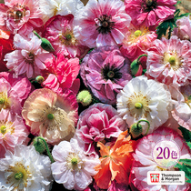 Miss Xia Xia Xias Garden * British imported poppy flower seeds easy-to-live flower seeds indoor balcony Hardy