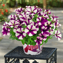 Xia Xia Flower Shop * Extremely Beautiful * Light Wave * Big Flower Five-Star Striped Petunia Imported Flower Seeds Four Seasons