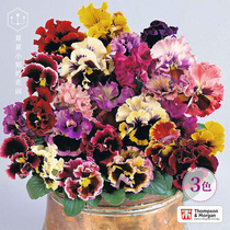 Xia Xia Garden * British TM large flower double-petaled pansy horn cordier Imported four seasons cold-resistant flower seeds Flower seeds