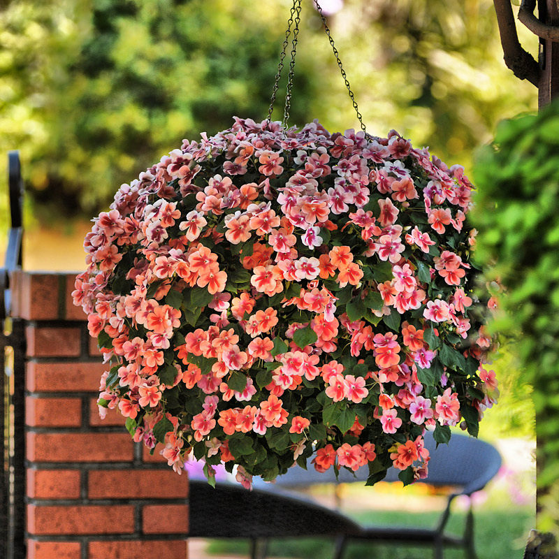 Sygenta * African Fengxian * New Guinea Imports flower seed hanging in four seasons The flowering is resistant to drought