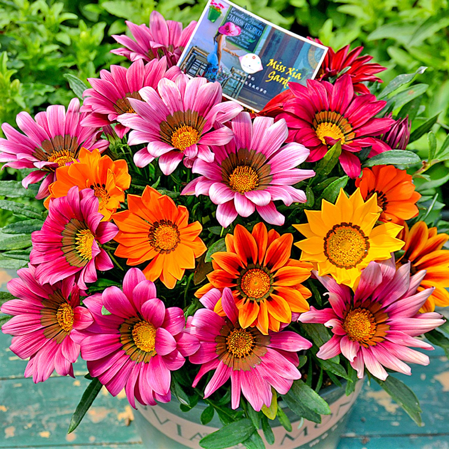 Imported Syngenta*F1 hot kiss medal chrysanthemum seeds flowering four seasons four seasons indoor easy living perennial