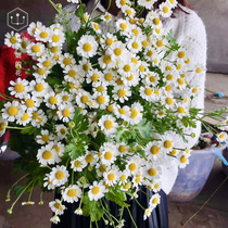 Miss Xias Florist * Imported German Chamomile Seed Vanilla Aromatic Flower Garden Plants Indoor Potted