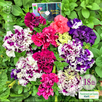 Summer summer garden * Pan American * spin*duet double petunia imported flower seeds hardy four seasons species flowering