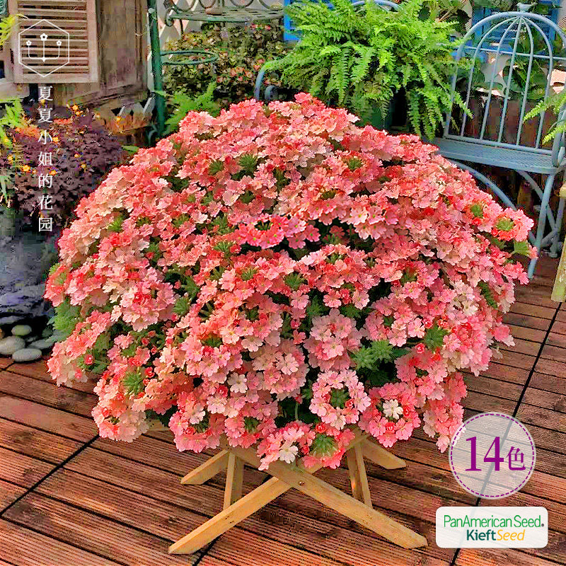 Pan American * Beauties Cherry Cold Resistant Import Flower Seed Indoor Hanging Four Seasons New Hand Easy To Live Potted Flowers Flower Seeds