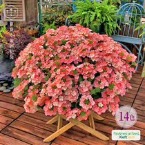 Pan-American beauty cherry cold-resistant imported flower seeds Indoor hanging four seasons seed Novice easy live potted flower flower seeds