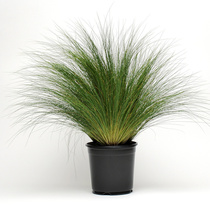 American Pan American * Horsetail needle grass Ornamental grass Imported flower seed leaf viewing Indoor easy-living green evergreen plant