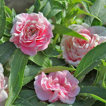 Chinese Fengxian Seeds Sowing Spring Flower Seeds Indoor Balcony Potted Plant Flower Seeds